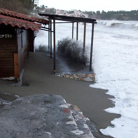 Azalea מגלי אמוס