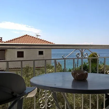 Azalea מגלי אמוס