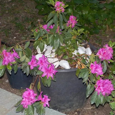 Azalea Мегали-Аммос