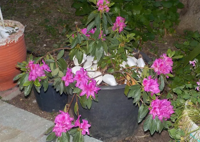 Azalea Megali Ammos (Skiathos)